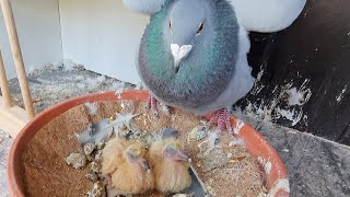 Pigeon Loft Update