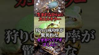 ㊗30万再生！！生まれながらのカエルキラー！狩の成功率が驚異的なオオキベリアオゴミムシ【ゆっくり解説】