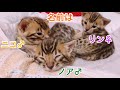 にゃんたまhouseの5匹のベンガル猫達をご紹介！