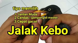 Tips memilih burung jalak kebo bahan yang  prospek dan berkwalitas