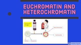 Euchromatin and Heterochromatin