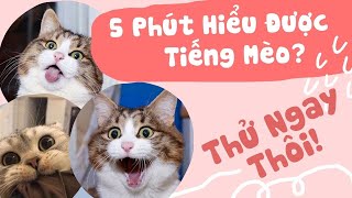 5 Phút Hiểu Được Tiếng Mèo Kêu | Ami Pet Shop