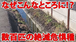 なぜこんなところに！？数百匹の絶滅危惧種