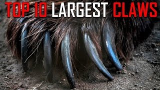 Top 10 Animals with the Largest Razor Sharp Claws