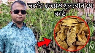 আগর গাছ। আগর গাছের চারা কিনুন। আগর গাছ থেকে হালাল আতর তৈরী। Agarwood Most Expensive perfume Plant