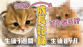 めっちゃ可愛く成長したので猫好きさんはご確認をお願いします！【子猫の成長記録 ミヌエット猫種解説】