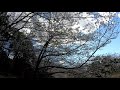 japan travel video cherry blossoms swaying in the wind in chiba 長津川親水公園 gopro hero7 4k 60fps