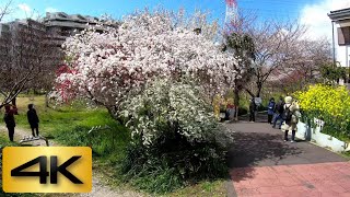 JAPAN TRAVEL VIDEO|Cherry blossoms swaying in the wind in Chiba |長津川親水公園|Gopro hero7 4K 60fps