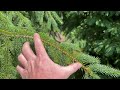 bernardsville centre spruce trees restoration project plant solutions bernardsville nj