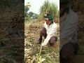 আখের বীজ প্রস্তুতকরন। আখ sugarcane কৃষিজ