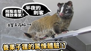 【崩潰飼養】養果子狸驚悚體驗!?白鼻心!比浣熊還兇殘?毒氣臭腺?飛天遁地?會開鎖?【許伯簡芝】【從零開始養】