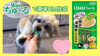 【チュールメーカーで子犬のCMを作ってみた！】