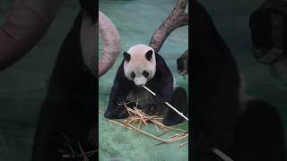 圓仔選中的竹子一定是最美味的 #cute #動物 #可愛 #panda #貓熊 #animals #taipeizoo #動物園 #圓仔 #吃播