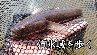 汽水域を歩きながら生き物を拾って楽しむ