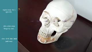 মানুষের চেহারা, দাঁত ও মুখের গঠন। Skeleton of human face and jaw.