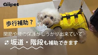 【Giipet】歩けなくなってきた老犬におすすめ歩行補助ハーネス！