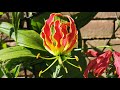 How to grow and bloom Gloriosa superba/rotschildiana - Glory/Flame Lily in UK, a very exotic flower