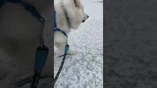 〈やっと雪が…❄️ 〉サモンの大好きな冬🤍 #愛犬 #サモエド#雪