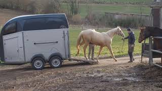 2yo Palomino colt by Zafferano - Rff The Alchemist xx Damon Hill