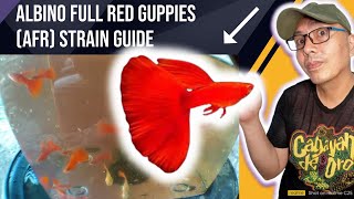 Albino full red guppies (AFR) Strain Guide