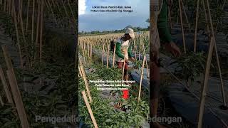 Pengendalian Gulma antar Bedengan pada Tanaman Cabe dengan Herbisida Noxone #Shorts