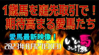 【競馬・馬主・生配信】1歳馬を庭先取引で❗️期待高まる愛馬たち‼️