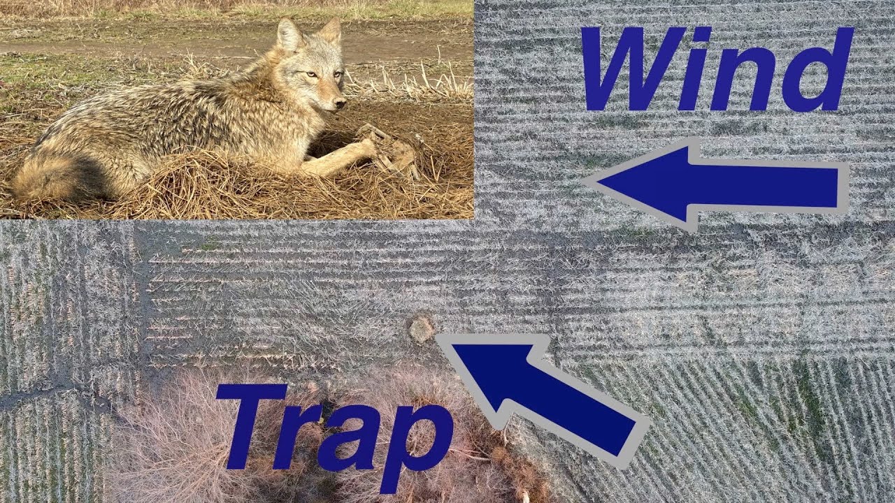 Common Coyote Trapping Mistakes How To Actually Catch More