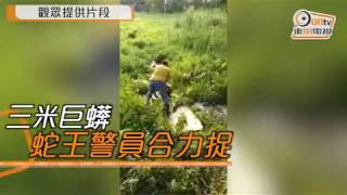 沙頭角驚現3米長百斤重巨蟒　警民合力擒獲