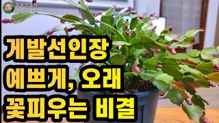 게발선인장꽃 오래 피우는 비결