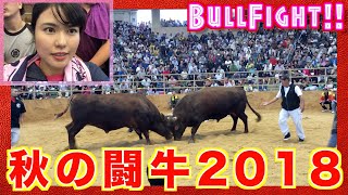 【沖縄闘牛】秋の全島闘牛大会2018（前編）5連勝中の「天刃丸」と「きむたか零」の激闘をダイジェストで！！！【沖縄観光/うるま】