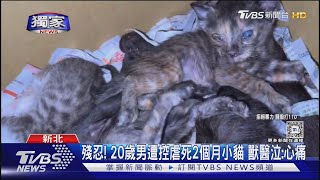 #獨家 殘忍! 20歲男遭控虐死2個月小貓 獸醫泣:心痛｜TVBS新聞 @TVBSNEWS02