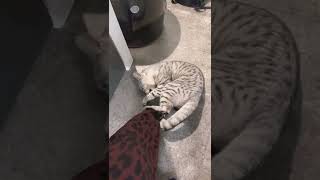 飼主の外出を全力で阻止しようとする猫がこちらです。笑【#Shorts】