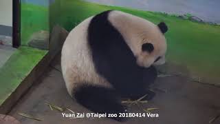 20180414 大貓熊圓仔 吃筍筍再回家 The Giant Panda Yuan Zai @Taipei zoo