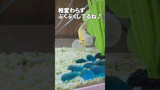 水泡眼とは？こういう金魚です(*^^*)#水泡眼#スイホウガン#金魚#音読さん