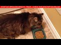 super funny cats videos compilation 175 top 10 best cat videos of all time