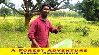 A Forest Adventure \