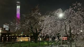 東京スカイツリー ライトアップ 桜　舞 2022　♪　隅田公園　築山　☆　台東区 浅草　✿　桜　八重紅枝垂れ　満開！♬　屋形船　雲の流れ　　iphone SE