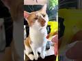 funny cats 😂 episode 341 #shorts