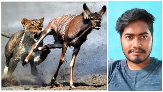 Tiger attack deer. বাঘৰ হৰিণা চিকাৰ। #motivation #trending #assamesemotivationvideo #tiger #deer