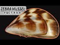 Zebra Mussel facts: more than an INVASIVE species | Animal Fact Files