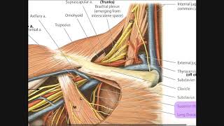 Identifying Structures in the Axilla [Part 2]