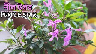 নীল টগর গাছের সম্পূর্ণ পরিচর্যা  ||  Shooting Stars/Purple Star/Star flower Plant Care and Tips