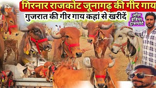 55000 से 2 🔥 लाख तक की #गीर_गाय खरीदें Jk #gir_cow dairy farm