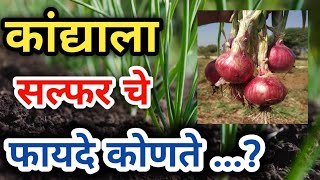 कांद्याला सल्फर चे जबदस्त फायदे | Kandyala sulphur che fayade konte | Sulphur for onion crop