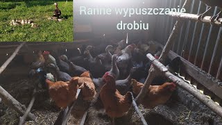 Poranne wypuszczanie drobiu