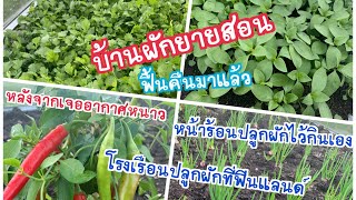 #พาชมบ้านผัก #ที่ฟินแลนด์ #บ้านผักยายสอน #kasvihuone #Thaikasviksia #chili 9.6.2020/RosarinFinFin