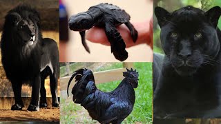 30 Rarest Completely Black Animals in the world / Melanistic Animals / Black Animals Actually Exist