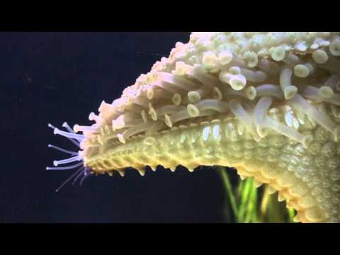 Why are the tube feet important in the water vascular system?