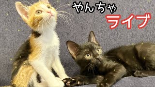 すっかり夏だね☀️子猫リビングに引っ越したよ生ライブ！