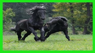 Funny Horses Show Strength Try Not To Laugh It's Really Strongest Horse Funny Video 2022 #21